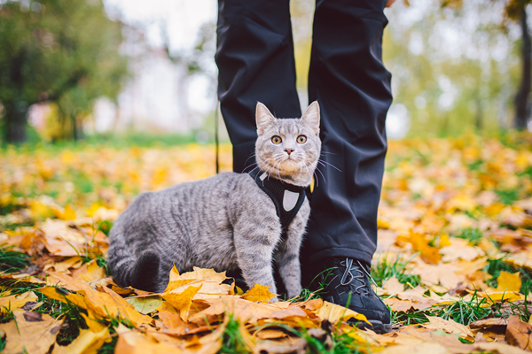 image for The Benefits and Risks of Taking Your Indoor Cat Outside on a Leash