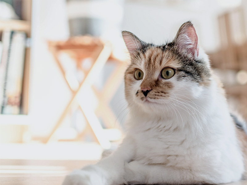 About Our Animal Hospital In Green Bay