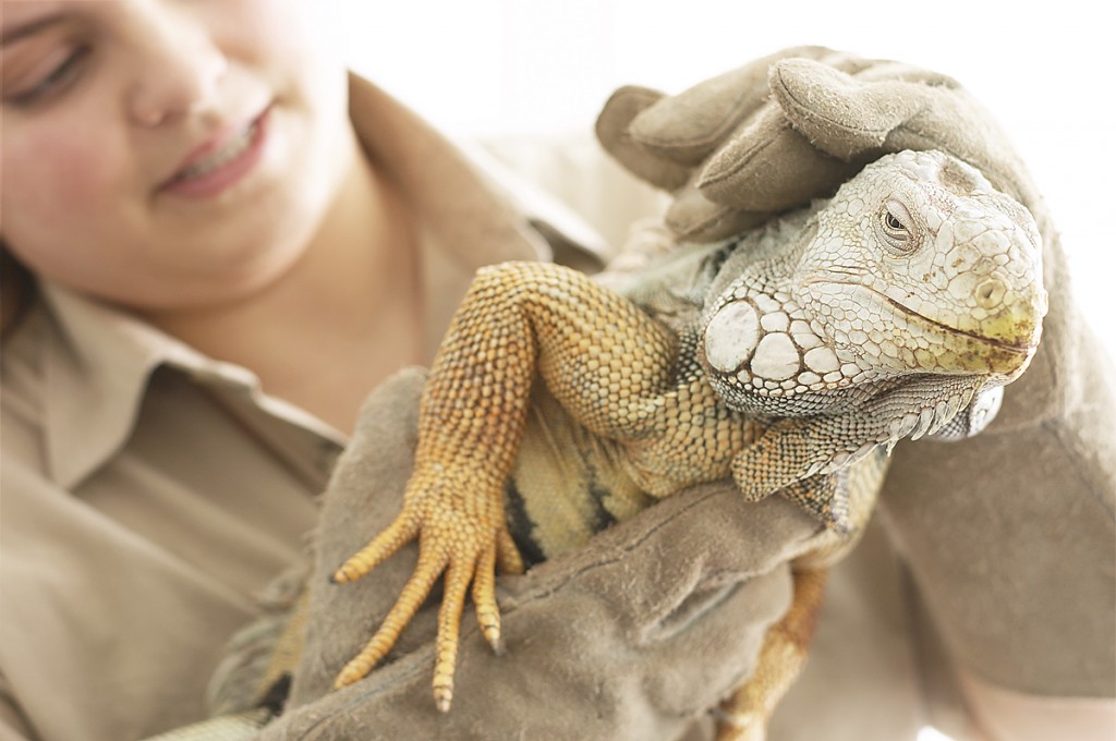 How to Properly Care for Your Lizard Veterinarians in Richmond Hill
