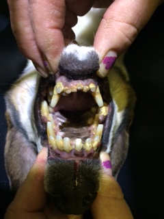 how important is it to have your dogs teeth cleaned