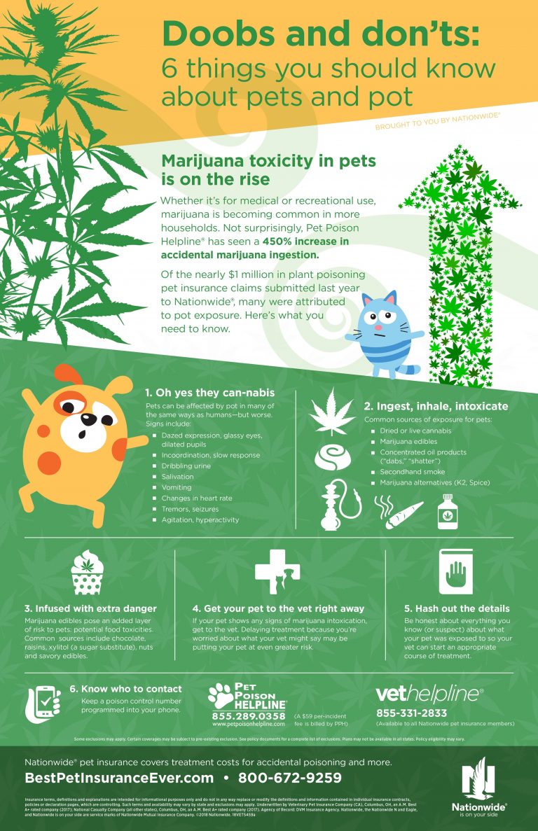 Marijuana Toxicity in Pets | Veterinarians in Brockville, ON ...