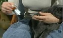 Administering ear drops to your cat