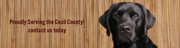 Veterinarians in Elkton | Cherry Hill Dog & Cat Hospital