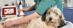 laser therapy for pets - Dallas TX - cornerstone animal clinic