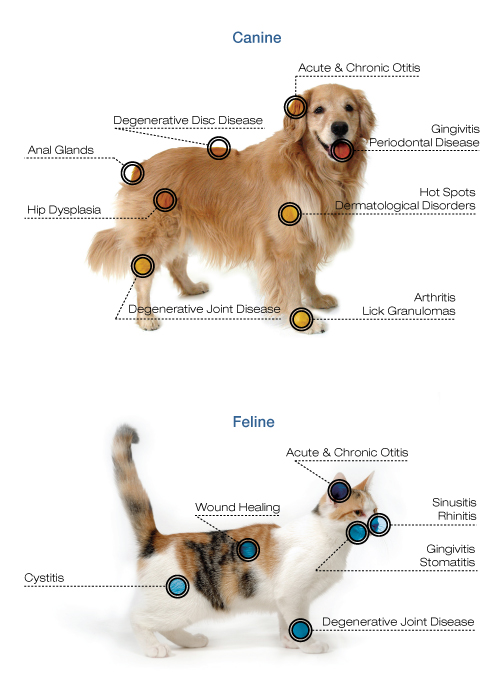 Cornerstone Animal Clinic - laser therapy for dogs & cats - Dallas TX 