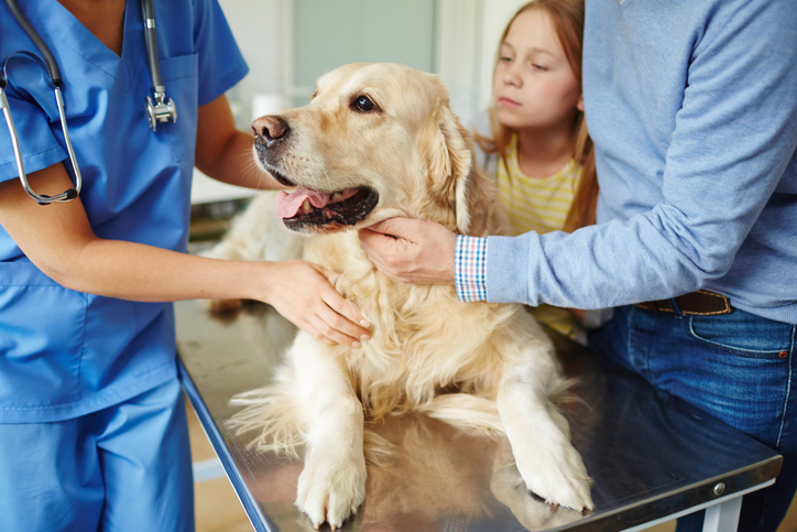 People Vet Dog