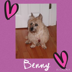 Benny Lenkinski - Cornerstone Animal Clinic Purple Heart Recipient