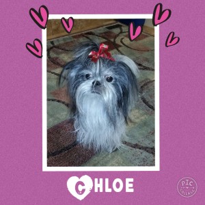 Chloe Ragus - Cornerstone Animal Clinic Purple Heart Recipient