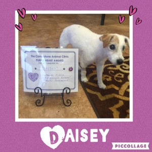 Daisey Routh - Cornerstone Animal Clinic Purple Heart Recipient