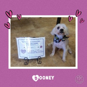 Dooney Wells - Cornerstone Animal Clinic Purple Heart Recipient