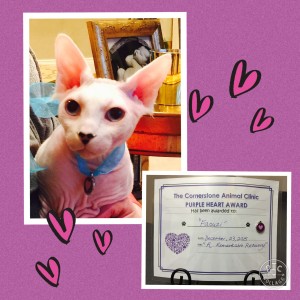 Faouzi Farrington - Cornerstone Animal Clinic Purple Heart Recipient