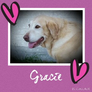 Gracie Hutchinson - Cornerstone Animal Clinic Purple Heart Recipient