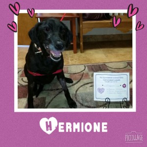 Hermione Fennell - Cornerstone Animal Clinic Purple Heart Recipient