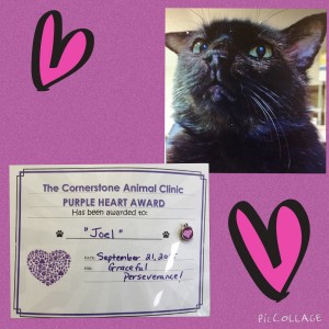 Joel Berland - Cornerstone Animal Clinic Purple Heart Recipient