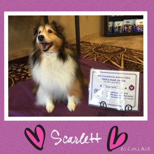 Scarlett Ashby - Cornerstone Animal Clinic Purple Heart Recipient