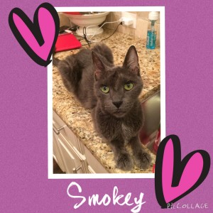 Smokey Galt - Cornerstone Animal Clinic Purple Heart Recipient