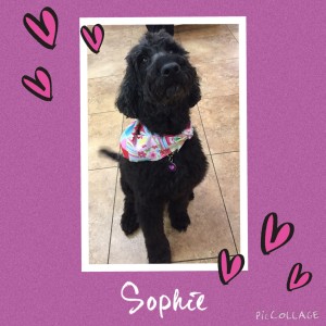 Sophie Motard - Cornerstone Animal Clinic Purple Heart Recipient