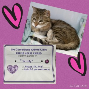 Winky Schornstein - Cornerstone Animal Clinic Purple Heart Recipient