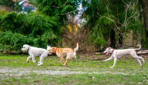 Domestic dog playing in a dog park