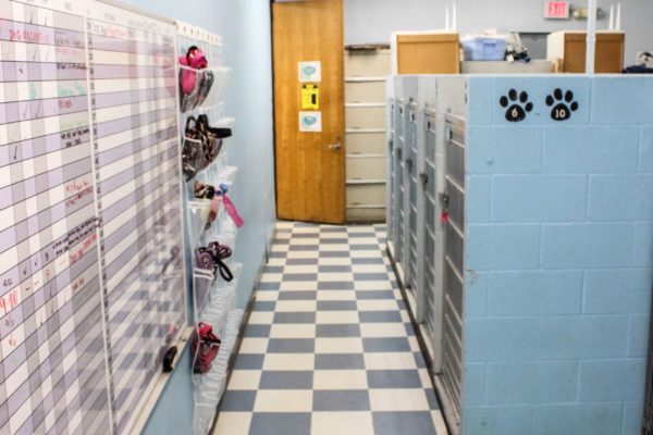 Modern Pet Boarding Facility