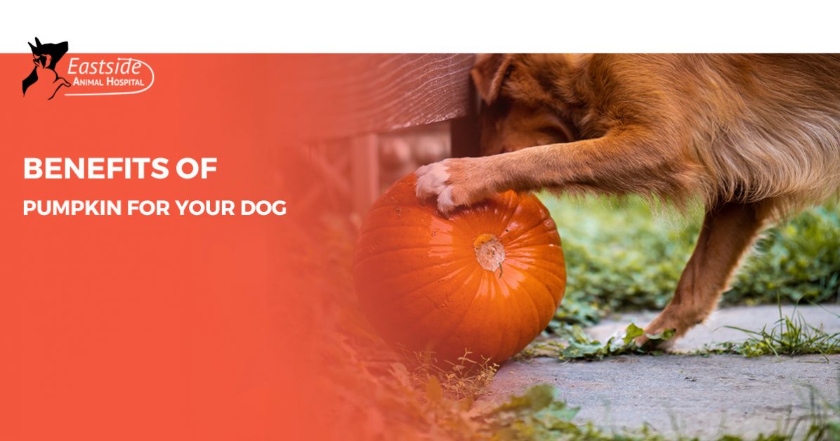 canned pumpkin for worms in dogs