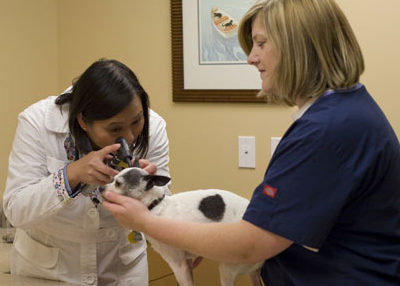 Comprehensive veterinary exams