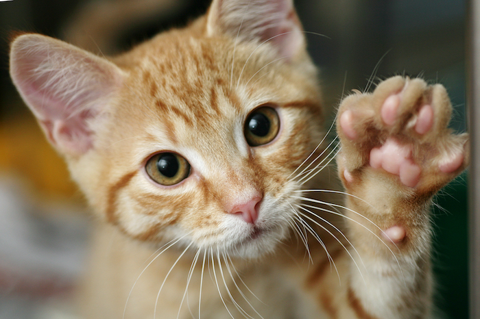 cat holding up paw