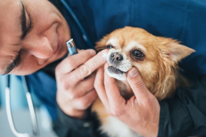 veterinarian cleaning dogs teeth