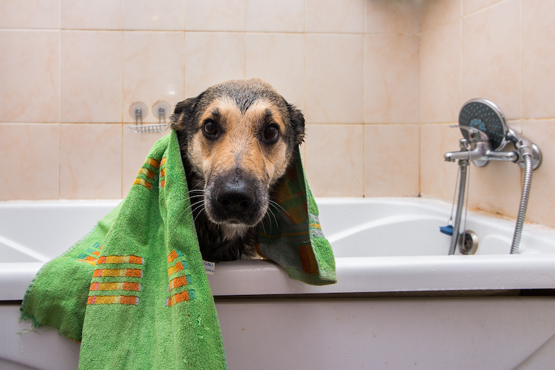 dog in bath stinks