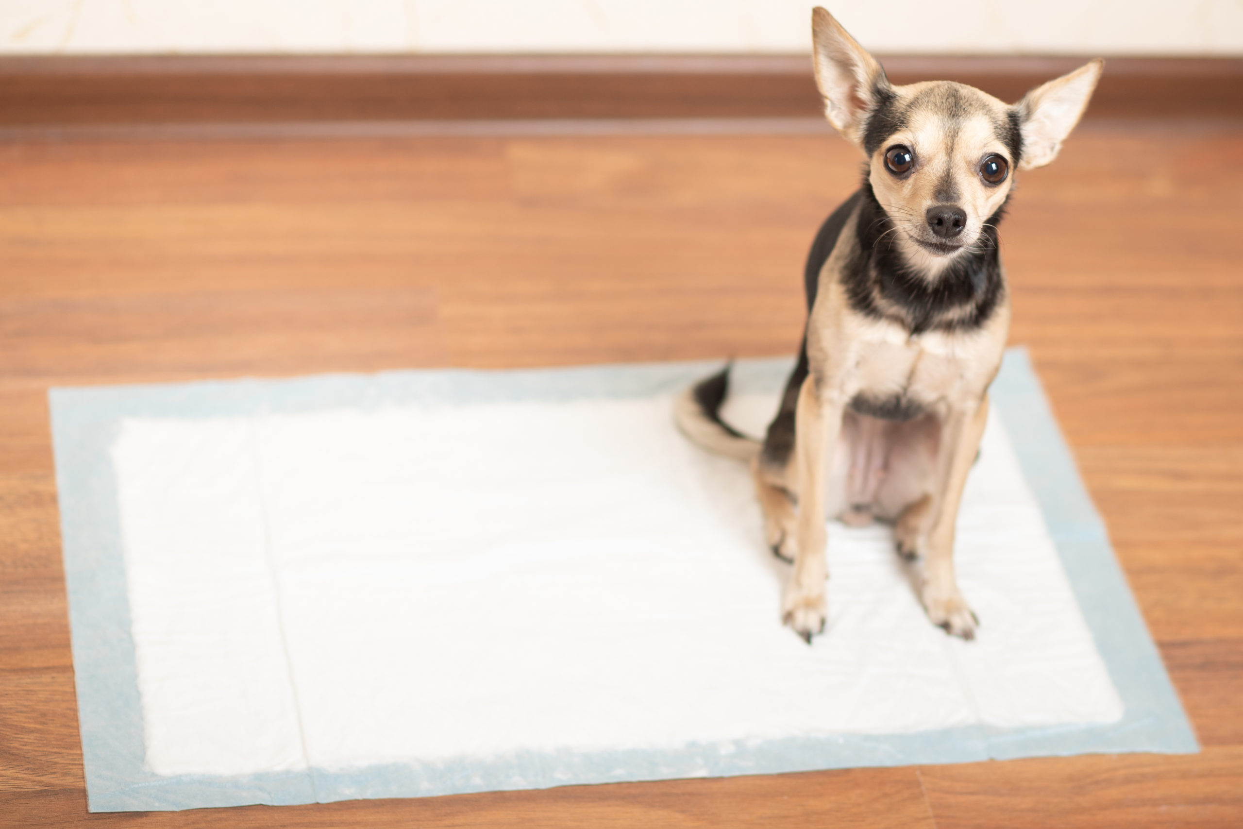 potty training a puppy