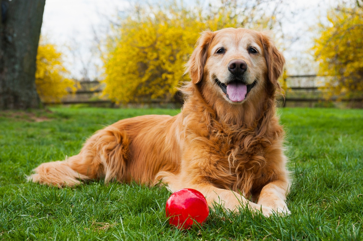 senior pet arthritis