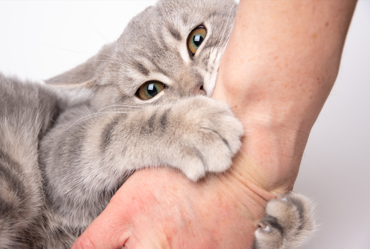 Why declawing your cat should be a last resort