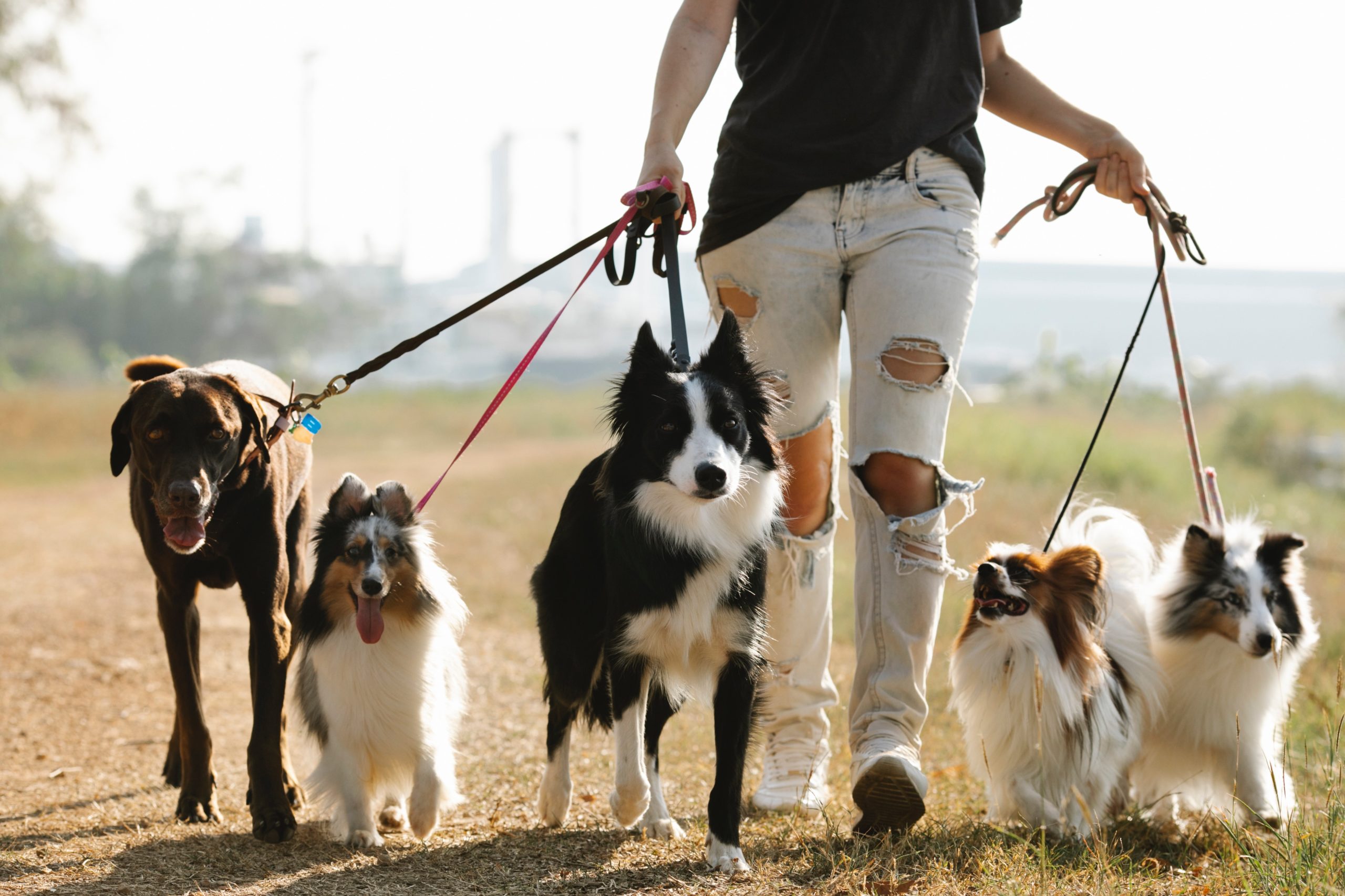 Walking your dog without a outlet leash