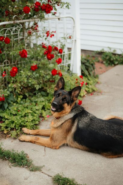 Paws in Bloom Crafting a Pet Paradise in Your Garden