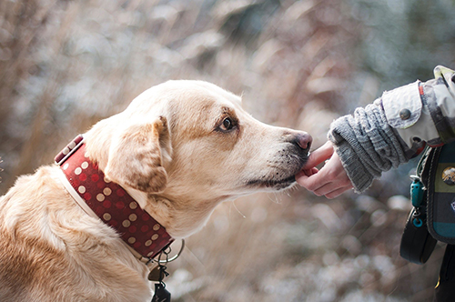 October is Adopt-a-Dog Month