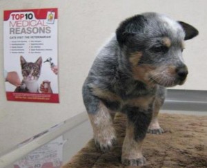 Heeler_Pup