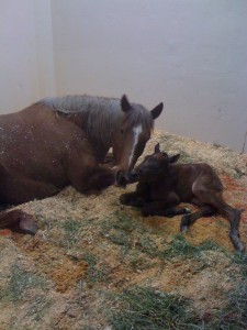 Mare_&_foal