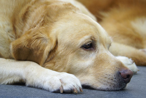 how long do dog sedatives last
