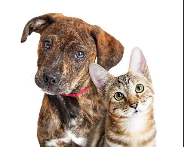 Events | Grandview Animal Care Center Cheektowaga, New York