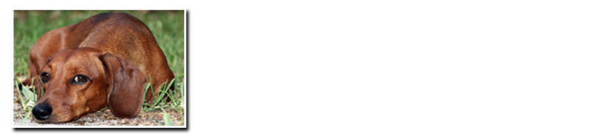 Logo for Veterinarians in Hazleton | Hazleton Veterinary Hospital