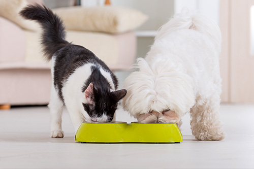 How to prevent dog from eating cat food hotsell