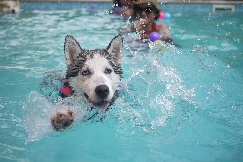 swimming husky