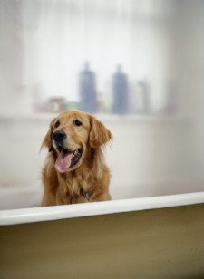 dog in bathtub