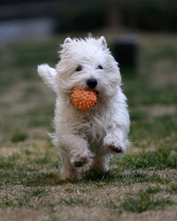 Dog running with ball in mouth