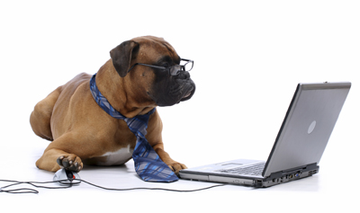 dog using laptop computer