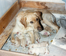 Mother Dog feeding Puppies