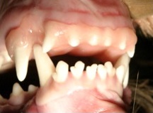dental10