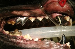 dental6