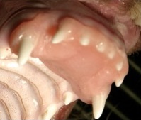 dental9