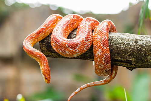 Save the Drama for your … Snake? – The most dramatic snake - Veterinary  Medicine at Illinois